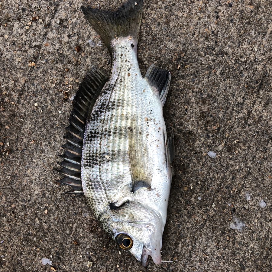 Black Sea Bream