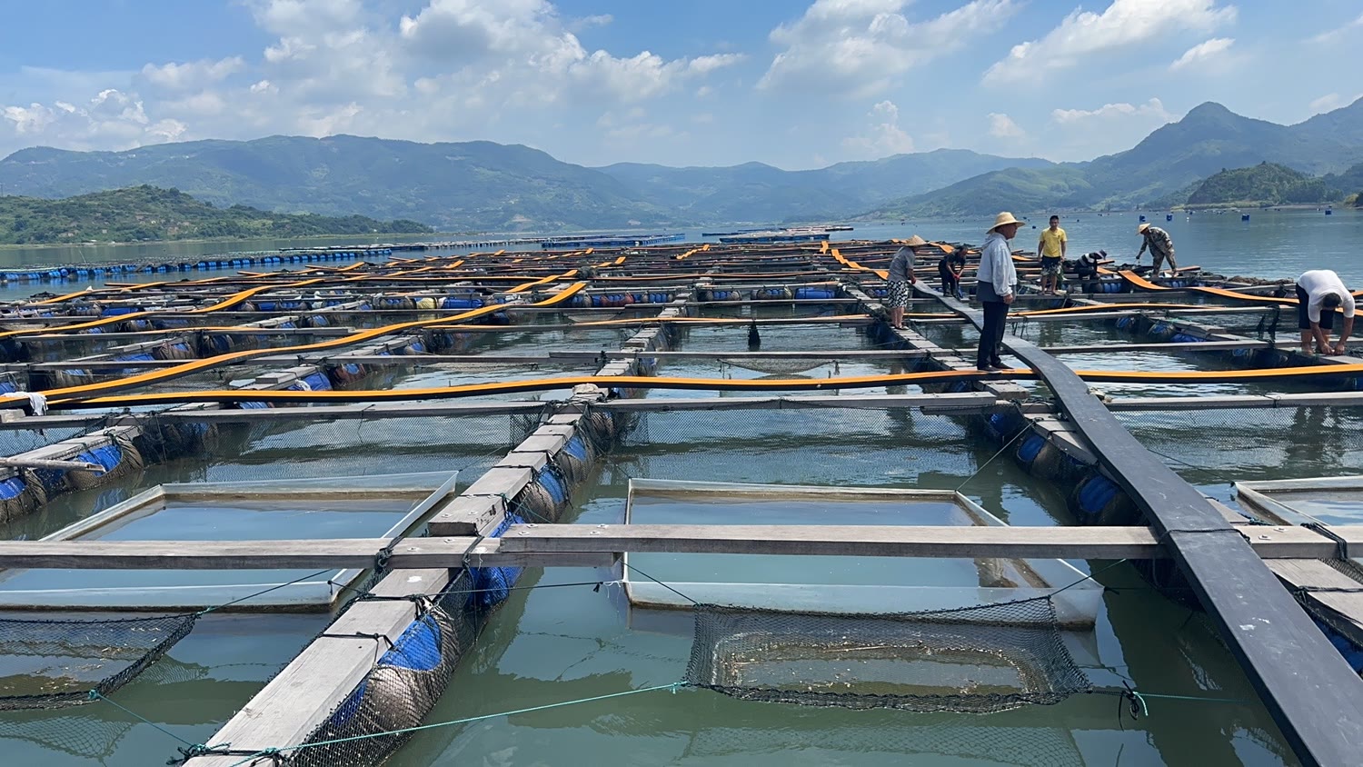 Workers tending the floating sea cages at our farm in Ningde, Fujian
