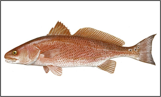 American Red Drum